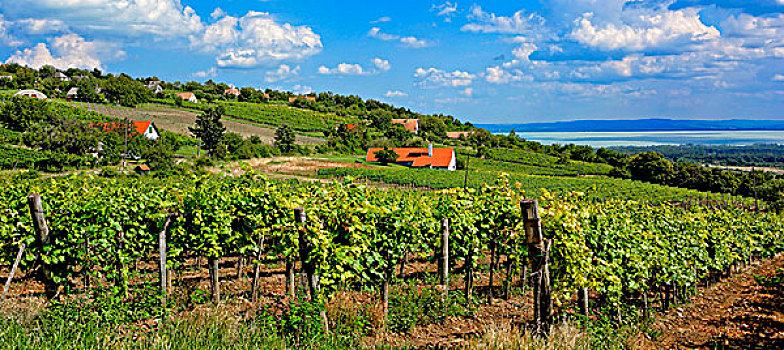 区域,风景,巴拉顿湖,匈牙利