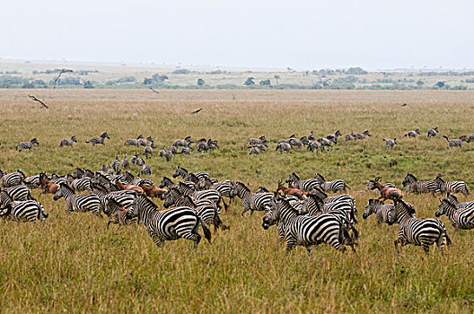 斑马,马,迁徙,马赛马拉国家保护区,肯尼亚