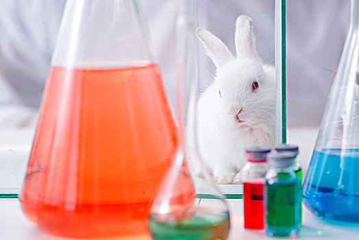白色,兔子,科学,实验室,实验