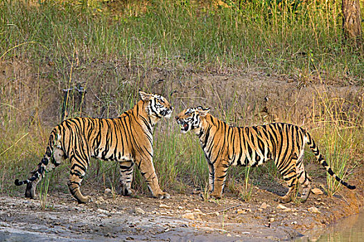 孟加拉虎,虎,2岁,班德哈维夫国家公园,印度,数码合成