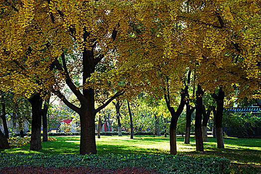 公园里秋天金黄色的银杏树