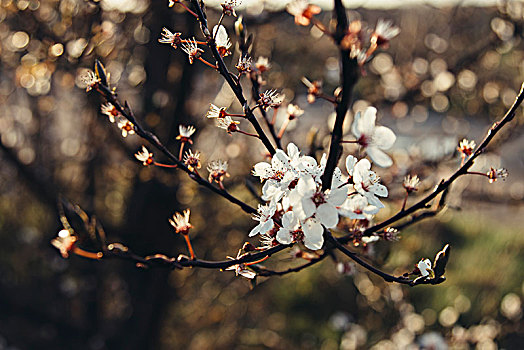 樱花,阳光,春天