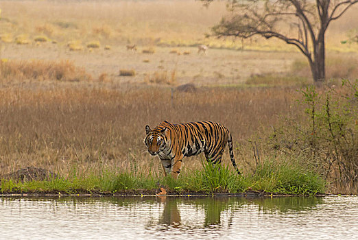 孟加拉虎,虎,湖,岸边,伦滕波尔国家公园,印度