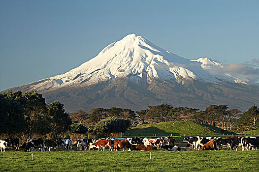 乳业,母牛,农田,靠近,山,塔拉纳基,北岛,新西兰