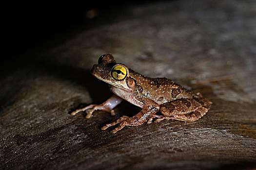 树蛙,物种,秘鲁,南美
