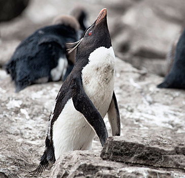 凤冠企鹅,福克兰群岛,马尔维纳斯群岛