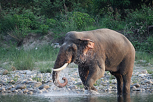 亚洲象,雄性动物,降温,水