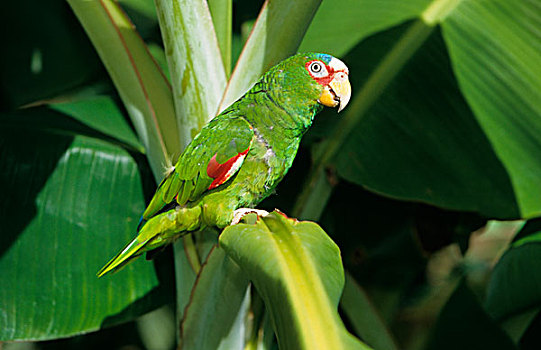 亚马逊河,鹦鹉,栖息,香蕉,叶子,洪都拉斯,中美洲