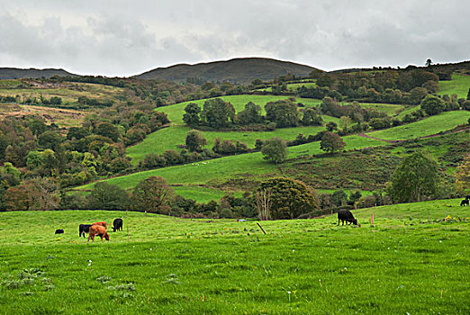 母牛,放牧,土地,爱尔兰