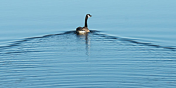 黑额黑雁,加拿大雁,水,省立公园,曼尼托巴,加拿大