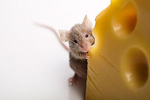 奶酪,老鼠