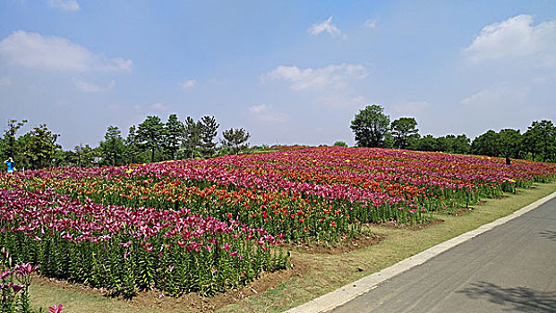 城市湿地