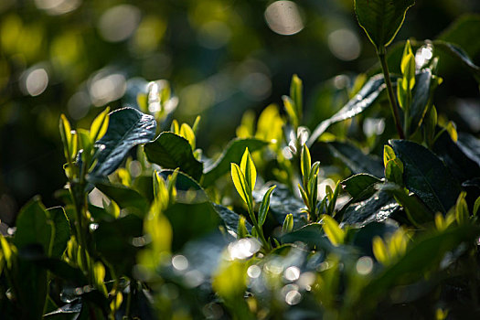 杭州西湖龙井春茶芽逆光