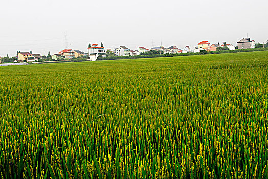 稻花香,田园风光