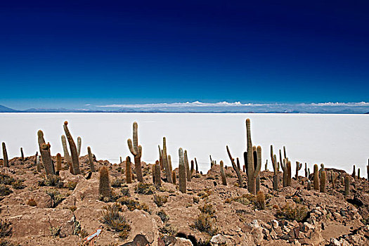岛屿,盐湖,乌尤尼盐沼,玻利维亚,南美,北美