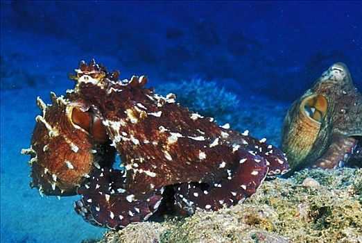 斐济,一对,霞水母章鱼,珊瑚