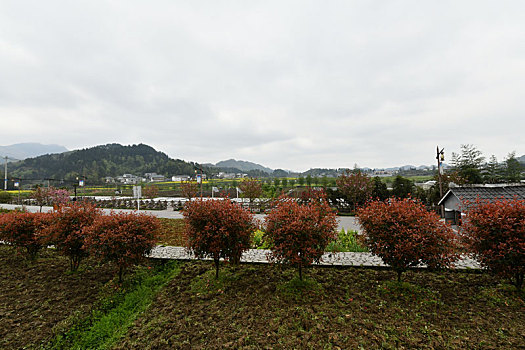 贵州遵义市播州区花茂村,绿水青山引游客