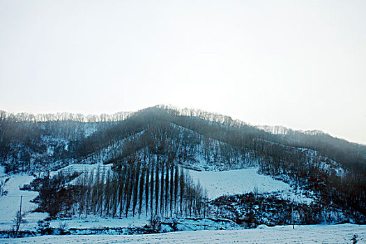 雪野,北方,东北,大雪,原野,土地,冬季,洁白,干净,风景,村庄,农村