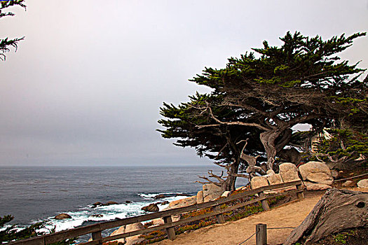 美国,加利福尼亚,蒙特里,驾驶,海岸,靠近,灵异,树