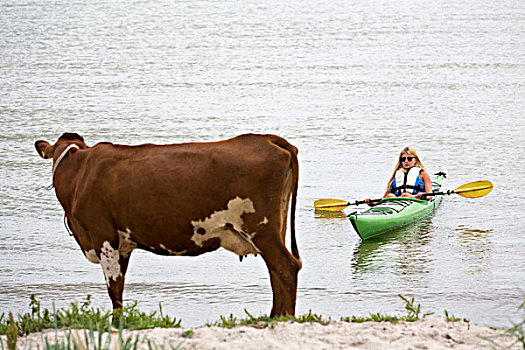 女人,漂流,母牛,海滩,前景