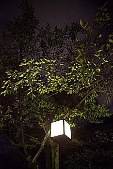 日本,灯,夜晚,京都