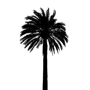 黑色,棕榈树,剪影,隔绝,白色背景,背景,特写,照片,纹理