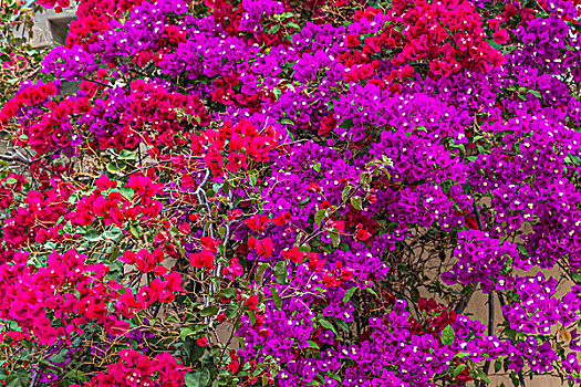 叶子花属,加那利群岛,乡村,普韦布洛,公园,大卡纳利岛,加纳利群岛,西班牙,欧洲