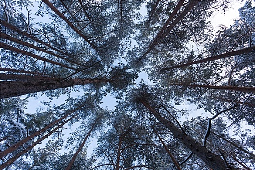 树林,积雪,冬天,风景