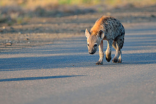 斑鬣狗,笑,鬣狗,幼兽,走,道路,早晨,克鲁格国家公园,南非,非洲