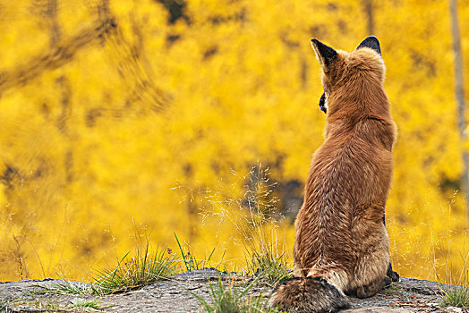 红狐,狐属,向外看,上方,秋天,色彩,叶子,育空,加拿大