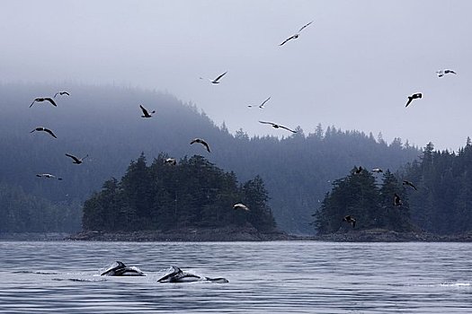 太平洋,白色,海豚,约翰斯顿海峡,不列颠哥伦比亚省,加拿大