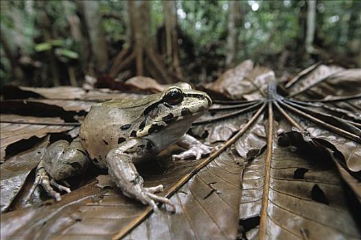 青蛙,保护色,林中地面,野生动植物保护区,圭亚那