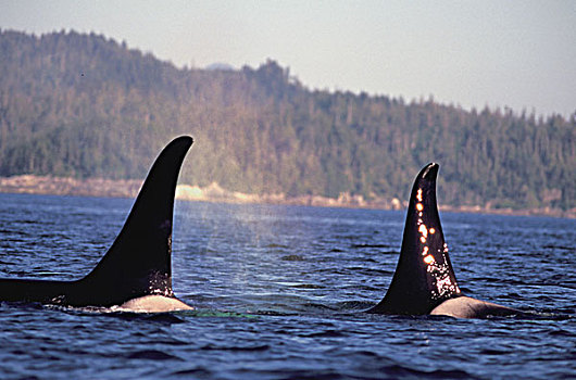 阿拉斯加,平面,逆戟鲸
