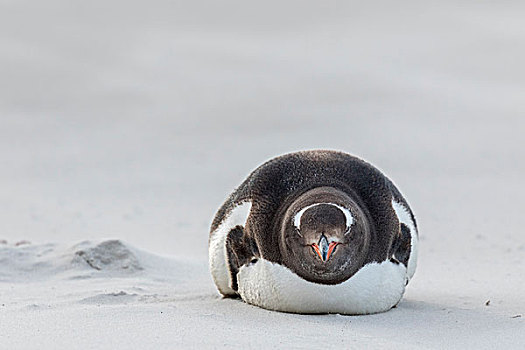 巴布亚企鹅,福克兰群岛,沙暴,宽,沙滩