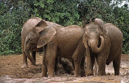 幼兽,大象,非洲象,动物收容院,内罗毕,游戏,公园,肯尼亚,非洲