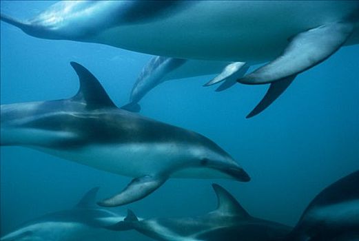 暗黑斑纹海豚,乌色海豚,水下,新西兰