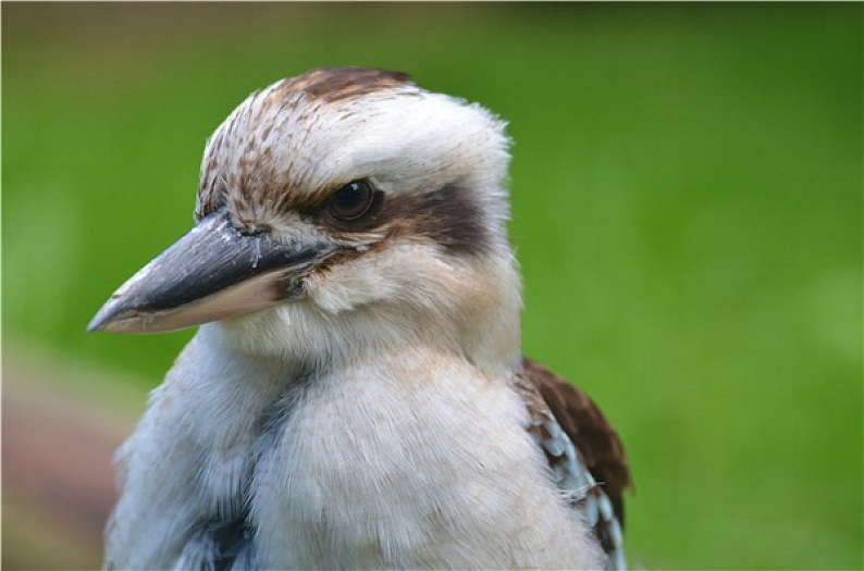 鳥圖片_鳥高清圖片_全景視覺