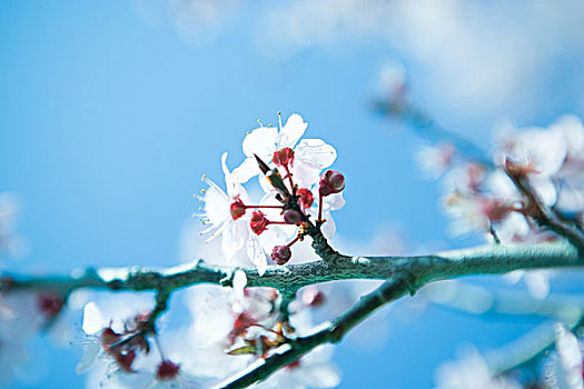 樱桃树,枝条,开花