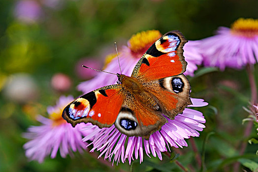 孔雀蛱蝶,花,紫苑属,巴伐利亚,德国,欧洲
