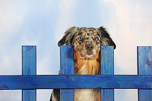 澳洲牧羊犬,雄性,蓝色,动物,后面,木篱,棚拍,奥地利,欧洲