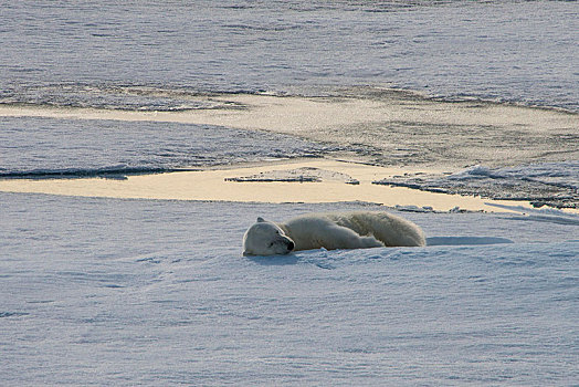 北极熊,睡觉,浮冰,北极,斯瓦尔巴特群岛,挪威,欧洲