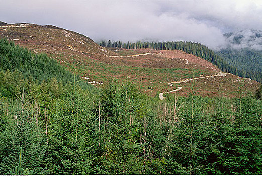 森林采伐,不列颠哥伦比亚省,加拿大