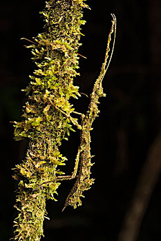 竹节虫,模仿,苔藓密布,枝条,婆罗洲,马来西亚