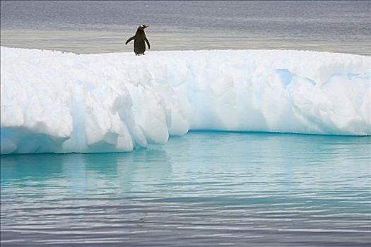 巴布亚企鹅,浮冰,南极