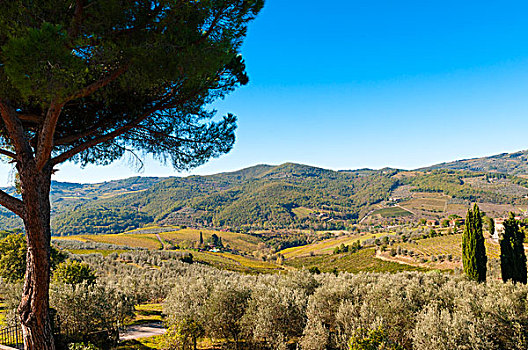 葡萄园,橄榄,小树林,区域,佛罗伦萨,省,托斯卡纳,意大利