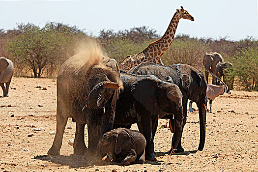 非洲,纳米比亚,大象,水坑,埃托沙国家公园