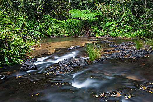 河流,雨林,高原,昆士兰,澳大利亚