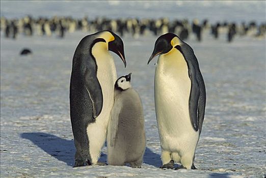 帝企鹅,家庭,威德尔海,南极