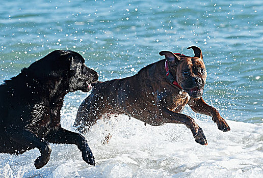 一对,狗,玩,海浪,西班牙