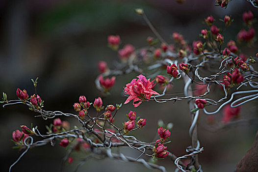 岳西杜鹃花